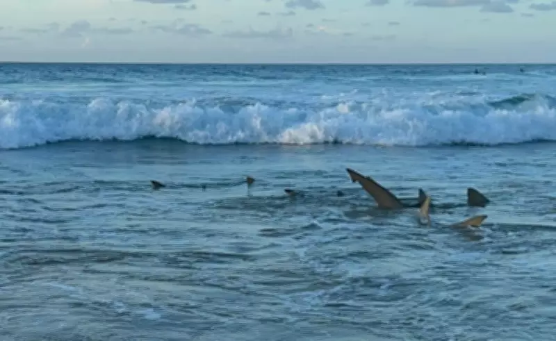 Pesquisadores alertam para aumento de tubarões após mar revolto em Fernando de Noronha