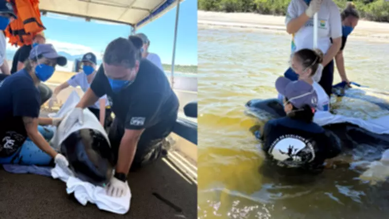 Pesquisadores resgatam cachalote-anão encalhada viva na Ilha do Mel, no Paraná