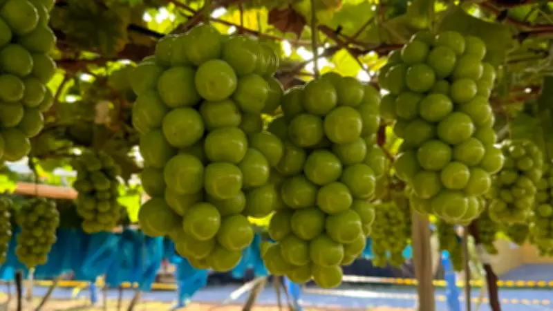 Pilar Moscato: uva gourmet cultivada em SP é mais doce que cana-de-açúcar