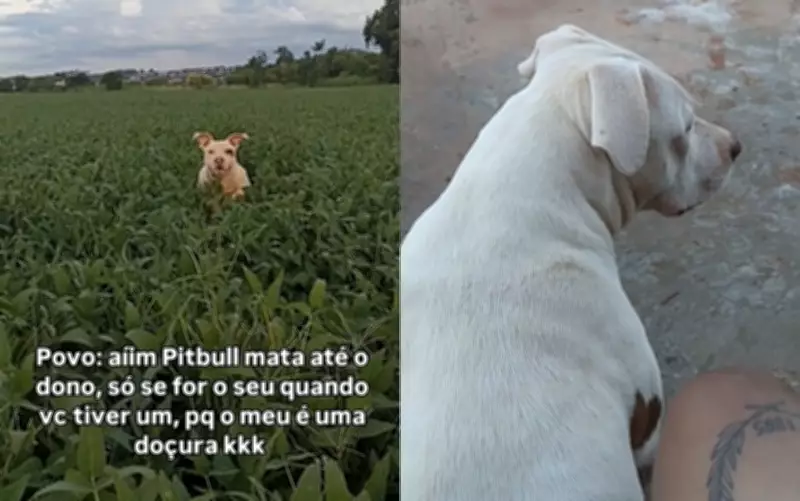 Pit bull pula em plantação de soja para encontrar dono e vídeo viraliza na internet