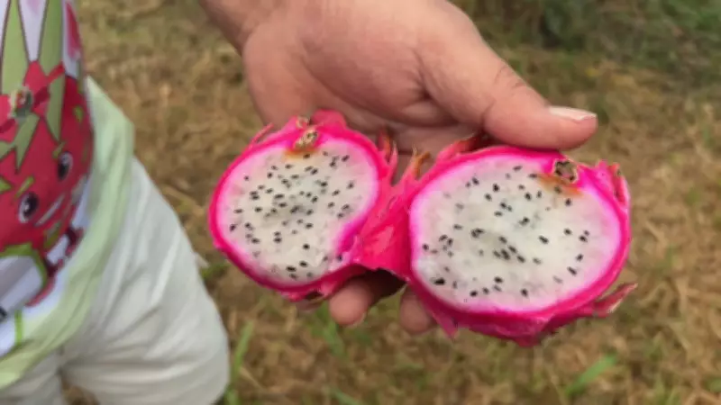 Pitaya transforma economia de Sério (RS) com cultivo orgânico e feira anual
