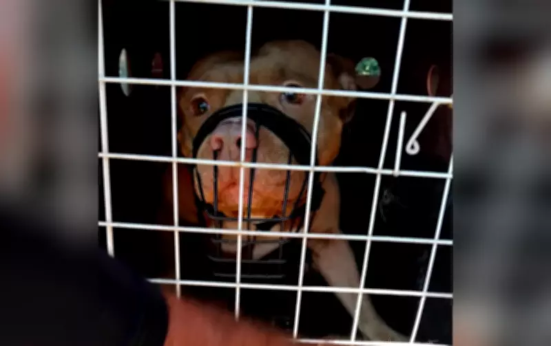 Pitbull é apreendido após ataques a pedestres em Guareí; tutor pode perder guarda