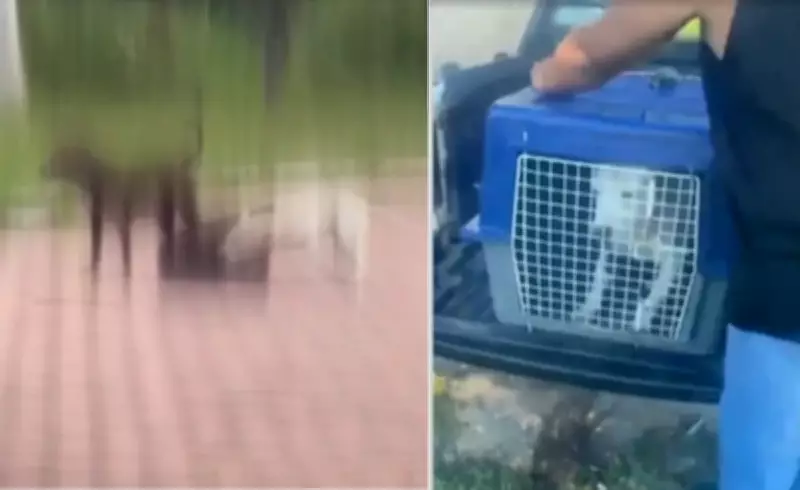 Pitbull ataca cachorro em praça de Cabo Frio; animal foi recolhido e vítima recebe atendimento