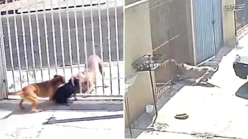 Pitbull foge e ataca três cães em Ponta Grossa; tutor é preso por omissão de cautela