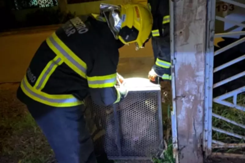 Pitbulls invadem residência e atacam outro cão em Confresa; Bombeiros fazem captura segura