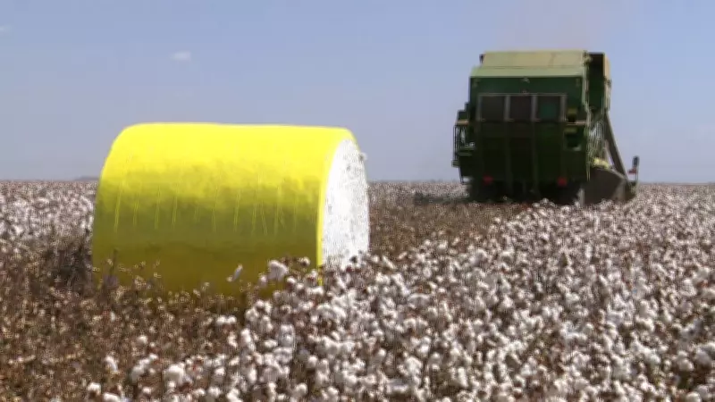 Plantio da safra de algodão no Brasil se aproxima do fim com redução de área