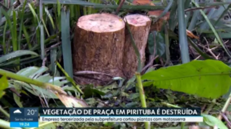 Poda drástica em praça de Pirituba destrói vegetação e revolta moradores