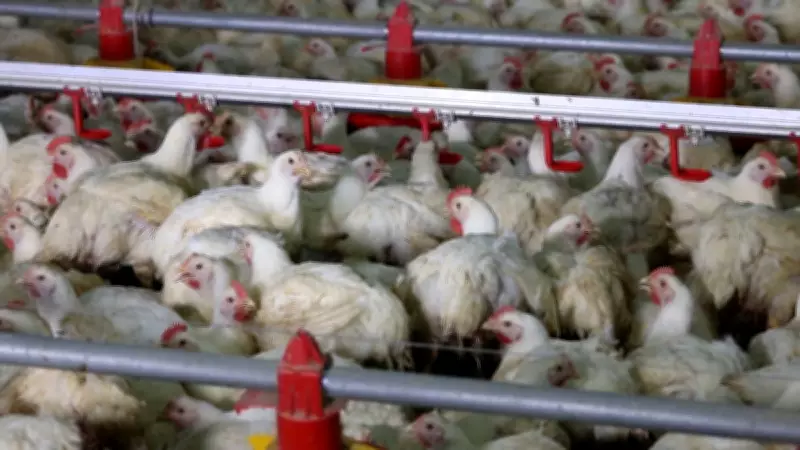 Poder de compra do avicultor cai com queda persistente no preço do frango