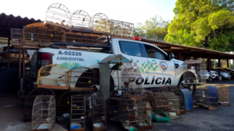 Polícia Ambiental resgata 40 aves silvestres de cativeiro ilegal em Agudos, SP
