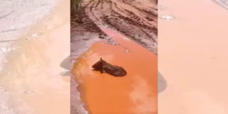 Polícia Ambiental resgata filhote de anta ferido em canavial no interior de São Paulo