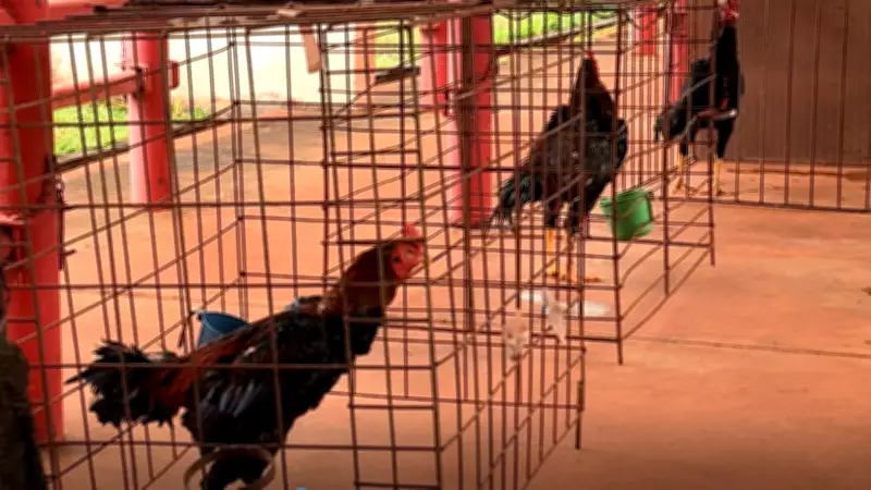 Polícia apreende 30 galos de rinha em Uberaba; quatro morreram e homem é preso
