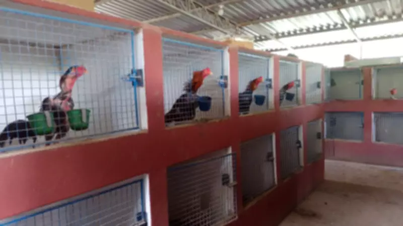 Polícia Civil desmantela esquema de rinha de galos em Jarinu e aplica multa de R$ 651 mil