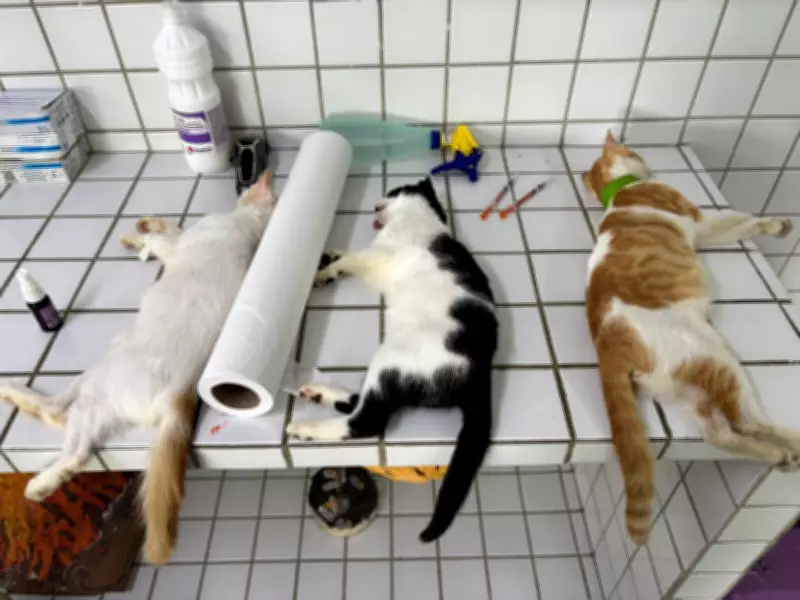 Polícia e CRMV-PB interrompem mutirão de castração irregular em escola de Juripiranga