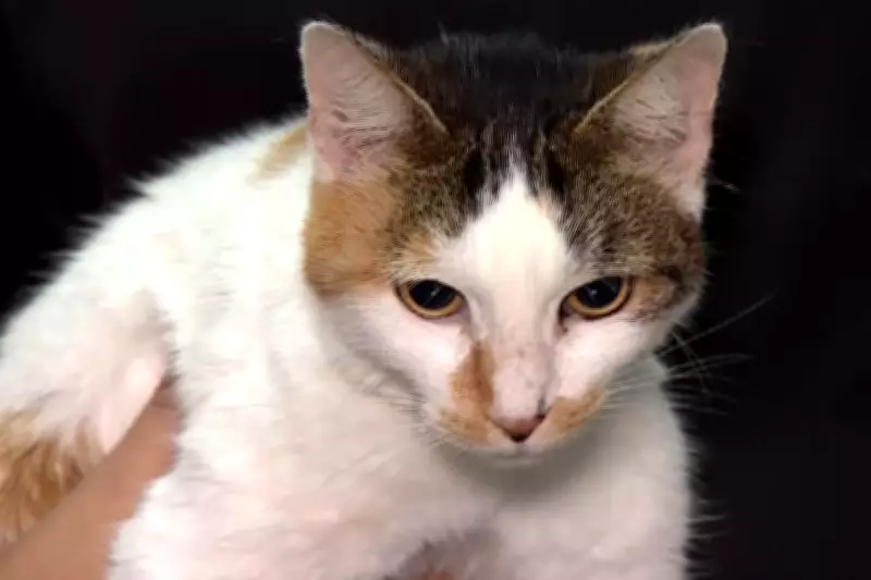 Polícia identifica quatro adolescentes por arremesso de gata em rio em São Luiz do Paraitinga