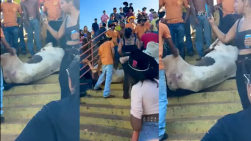 Polícia investiga maus-tratos após cavalo cair em arquibancada de ginásio em Igarapava