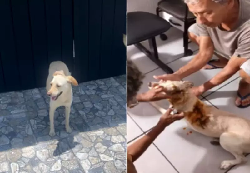 Polícia investiga morte de cadela comunitária por facada em Iguaba Grande