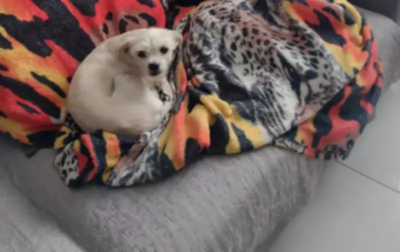 Polícia investiga suspeito de agredir cães em Ribeirão Preto; uma das vítimas foge de abrigo