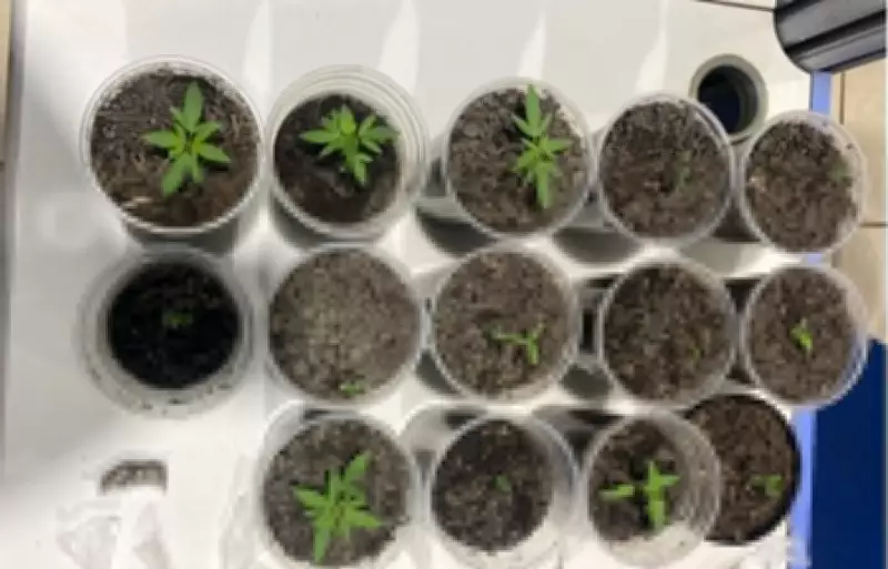 Polícia Militar descobre cultivo de maconha em apartamento de Porto Velho, Rondônia