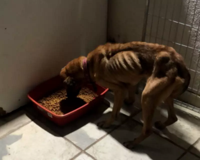 Polícia Militar resgata cães vítimas de maus-tratos em Cangaíba, Zona Leste de SP