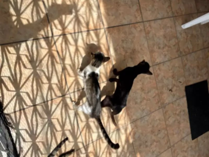 Polícia prende homem em Belém por maus-tratos a mais de 20 gatos, dois mortos