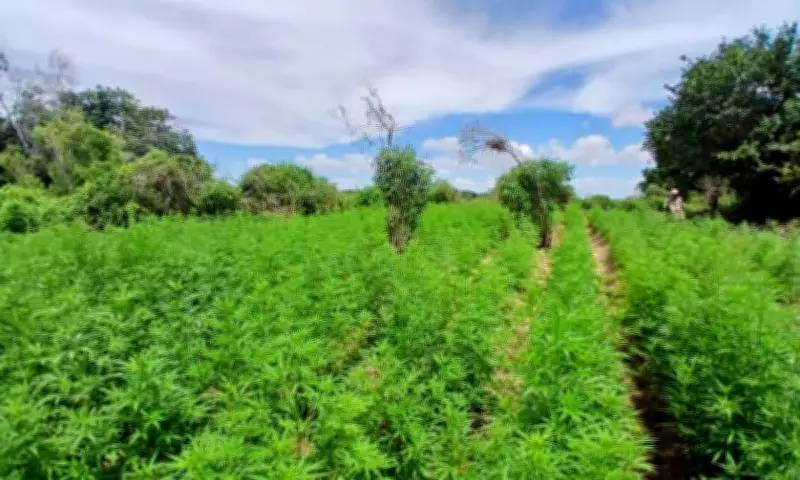 Policiais militares destroem plantação com 45 mil pés de maconha em Abaré, Bahia
