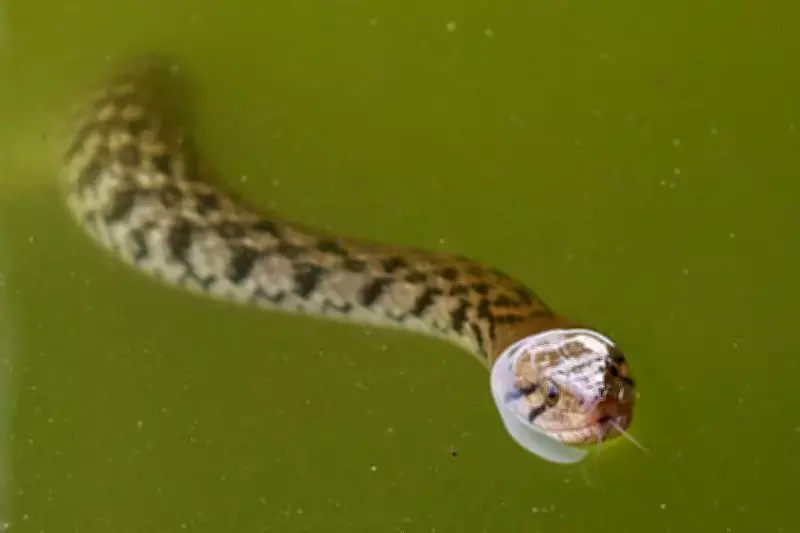 Por que animais 'sem carisma' como cobras e anfíbios correm maior risco de extinção no Brasil