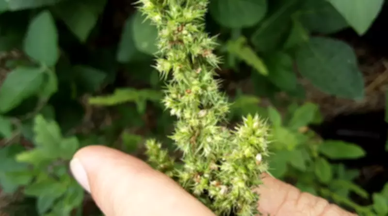 Praga quarentenária caruru-gigante é identificada em Santa Catarina, ameaçando lavouras