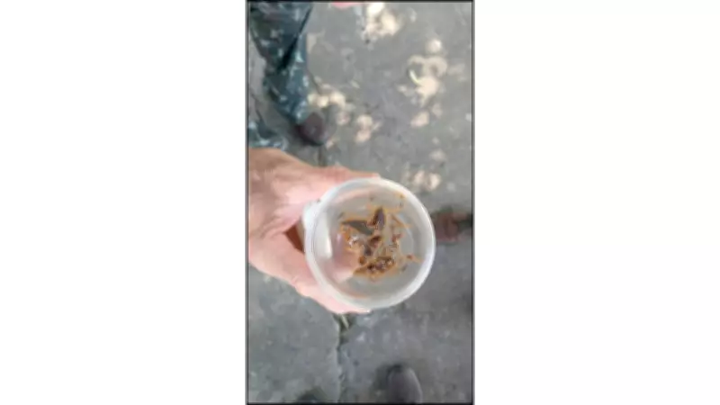 Prefeitura de Araraquara captura 142 escorpiões em ações de controle no Selmi Dei I