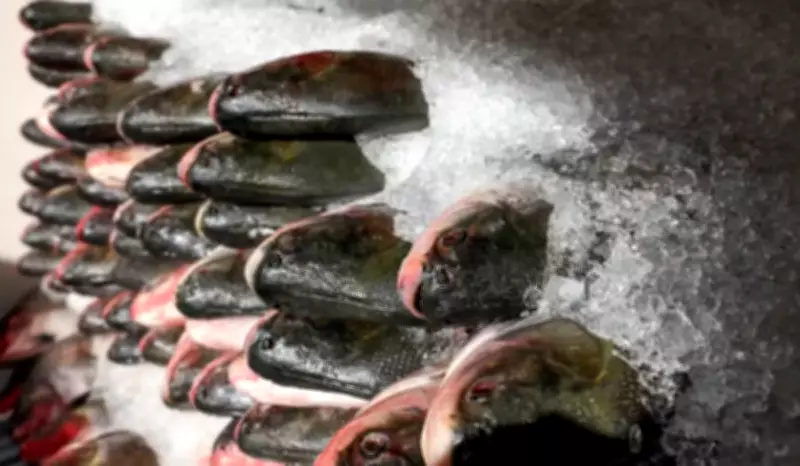 Prefeitura de Manaus inicia distribuição de 100 toneladas de peixe gratuito para famílias vulneráveis
