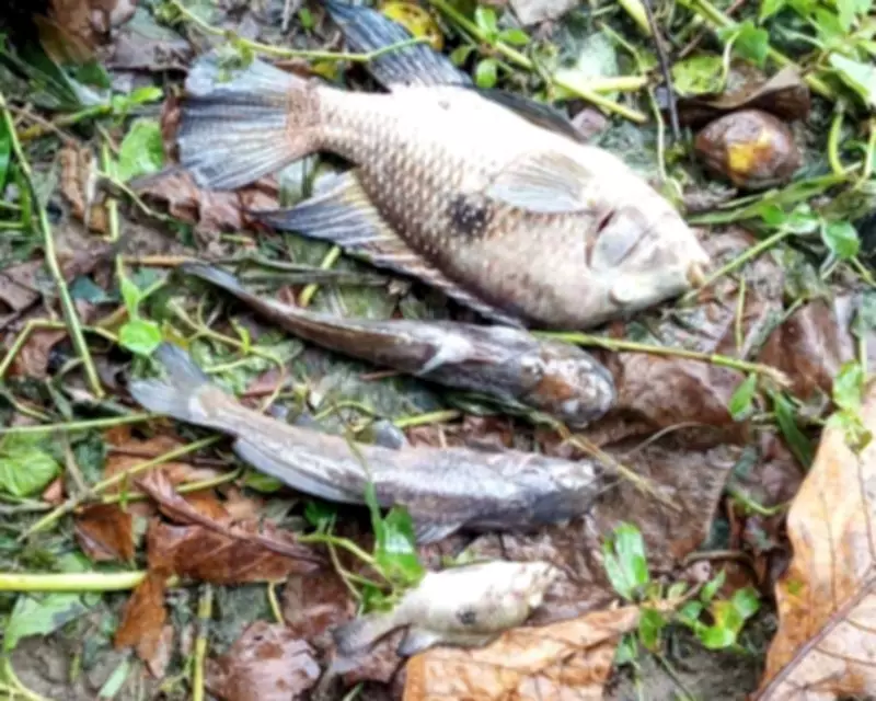 Prefeitura de São Sebastião multa Sabesp em R$ 100 mil por contaminação do rio Maresias