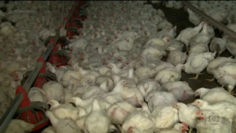 Prefeitura do Rio Grande emite alerta preventivo para gripe aviária e orienta população