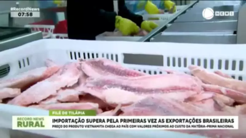 Preço baixo da tilápia vietnamita preocupa produtores brasileiros do setor