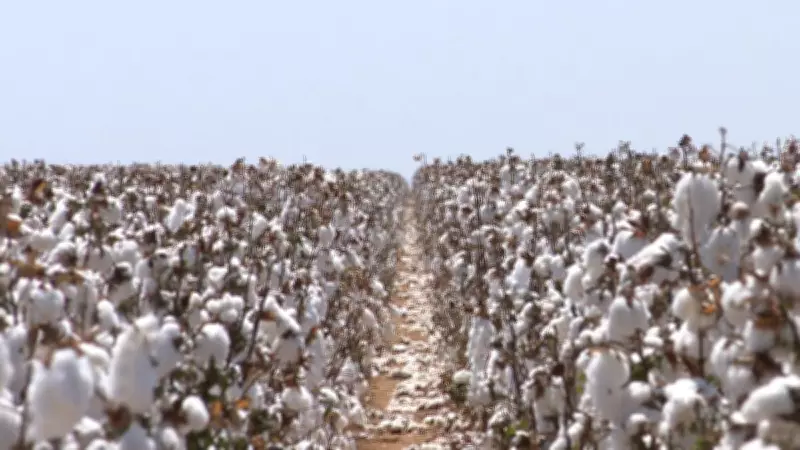 Preços do algodão em pluma disparam após período de estabilidade no mercado brasileiro