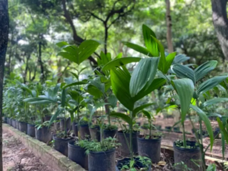 Presidente Prudente lança programa gratuito para plantio de árvores nas calçadas