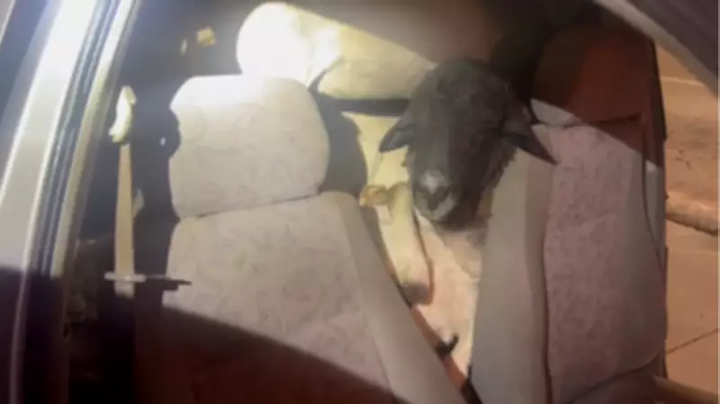 PRF flagra carro com 18 bodes amontoados em Caruaru; sete morrem por falta de oxigênio