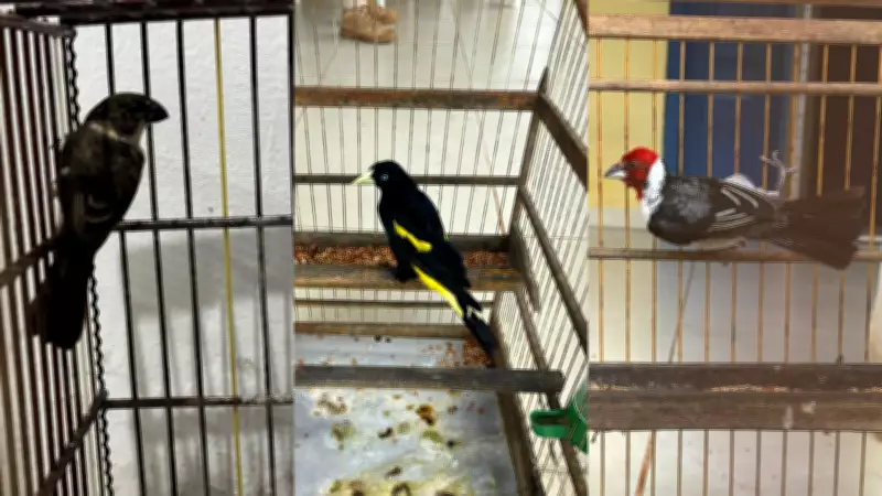 PRF prende 14 e apreende 27 animais silvestres em operação ambiental no Maranhão