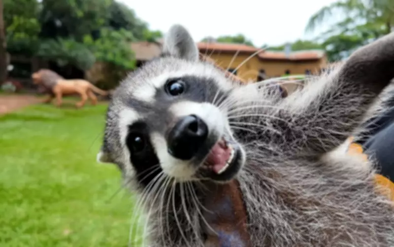 Primeiro nascimento de guaxinim norte-americano em cativeiro no Brasil ocorre em Pitangueiras, SP