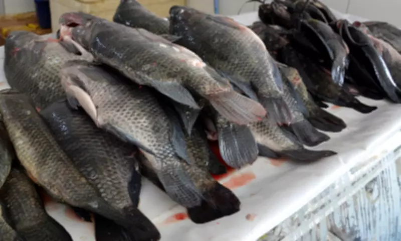 Procon alerta para diferença de até 312% nos preços de produtos da Semana Santa em Feira de Santana