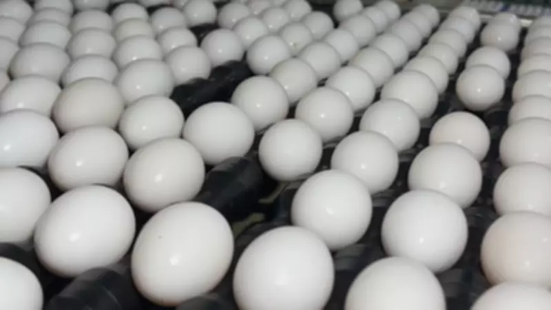 Produção de ovos no interior paulista atende alta demanda da Quaresma com preços mais baixos