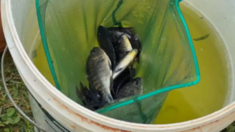 Produção de tilápia no interior de São Paulo cresce com investimentos tecnológicos