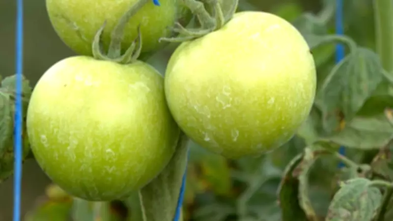 Produto inovador protege plantações de tomate em Goiás contra sol e pragas