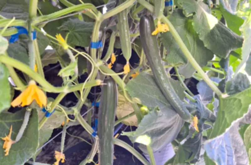 Produtor de Boa Vista usa areia e casca de arroz em sistema semi-hidropônico para cultivar pepino