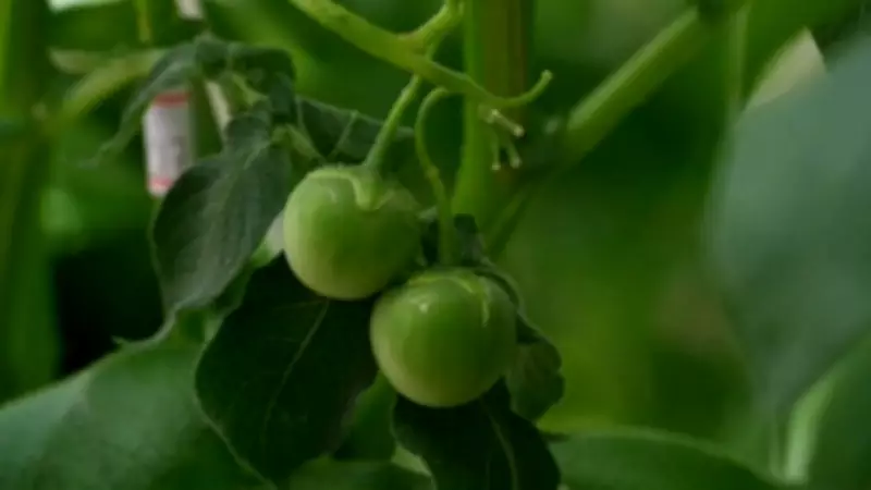 Produtor de MG encontra 'tomates' em plantação de batata e fenômeno tem explicação científica