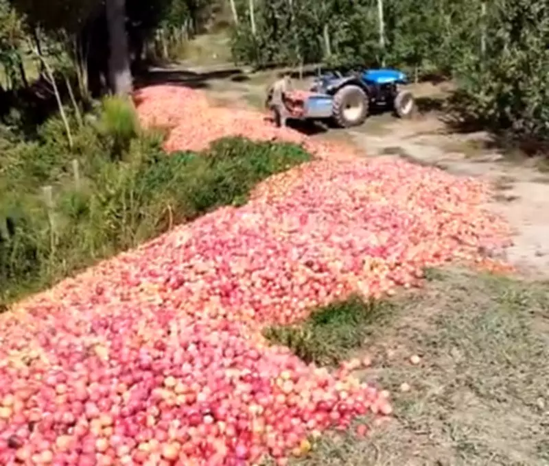 Produtor rural de SC descarta 50 toneladas de ameixa após falha na comercialização