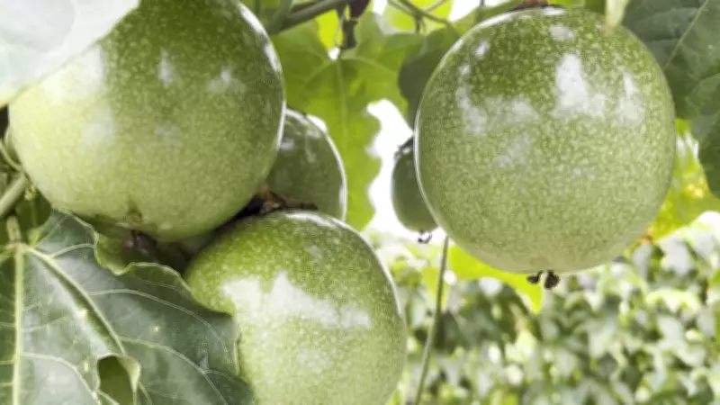 Produtora de Roraima busca ajuda para combater pragas no cultivo de maracujá