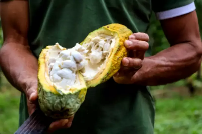 Produtores de cacau do Pará buscam inovação para enfrentar queda histórica nos preços