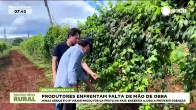 Produtores de maracujá em Minas Gerais enfrentam escassez de mão de obra no campo