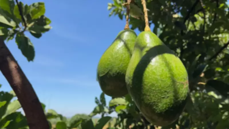 Produtores de Tupã celebram safra recorde de abacate após perdas climáticas em 2025