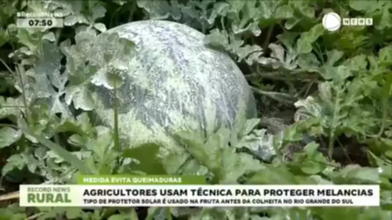 Produtores gaúchos aplicam protetor solar em melancias para evitar danos do sol