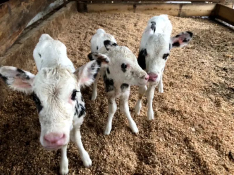 Projeto brasileiro reduz mortalidade de bezerras leiteiras com manejo especializado